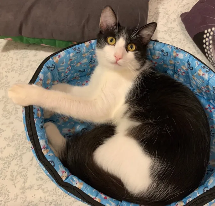 Gato ra a SRD idade 7 a 11 meses nome FLOCO
