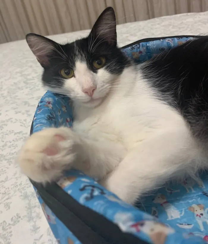 Gato ra a SRD idade 7 a 11 meses nome FLOCO