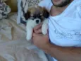 Belinha