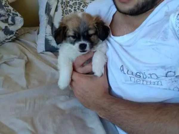 Cachorro raça SRD idade Abaixo de 2 meses nome Belinha