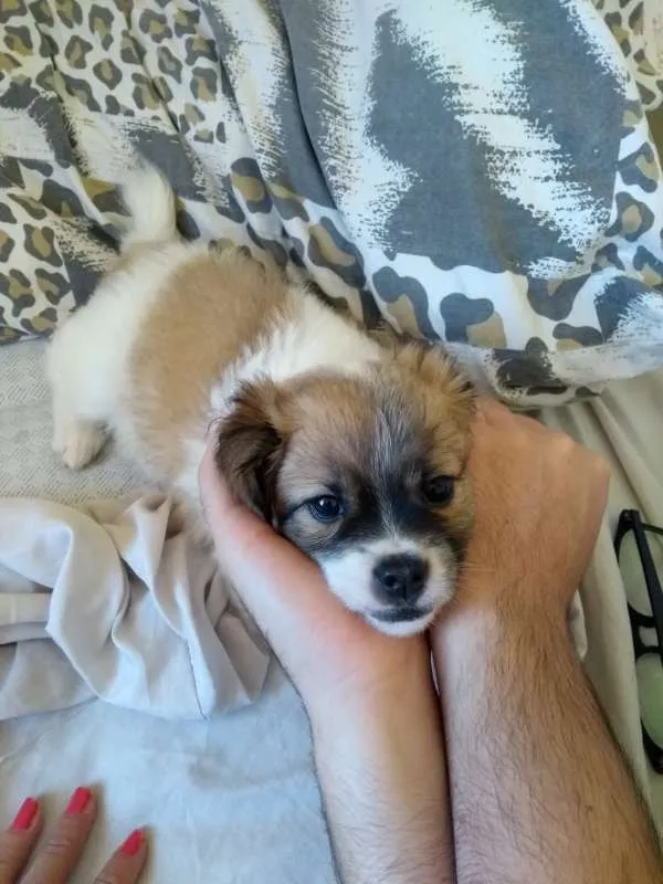 Cachorro raça SRD idade Abaixo de 2 meses nome Belinha