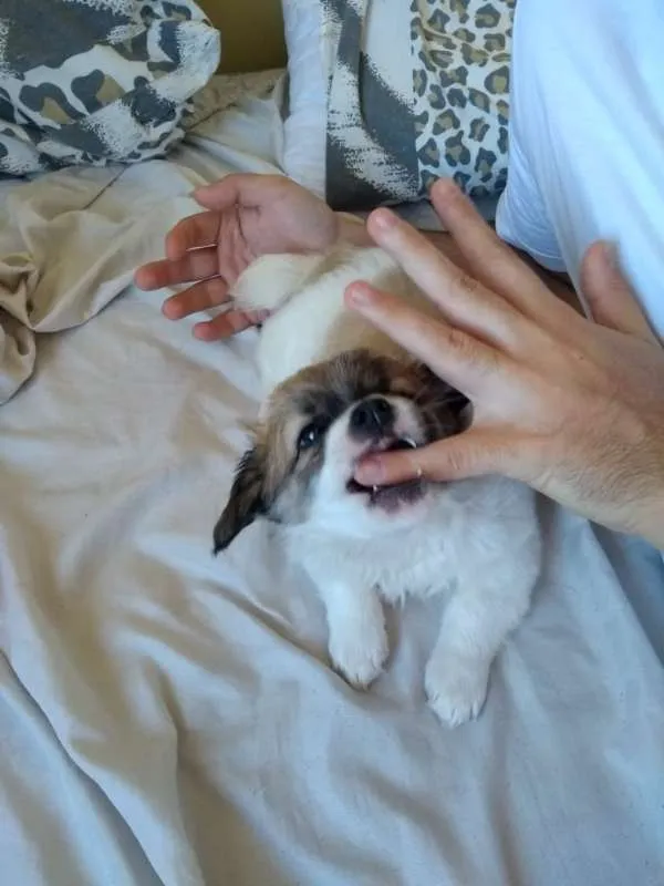 Cachorro raça SRD idade Abaixo de 2 meses nome Belinha