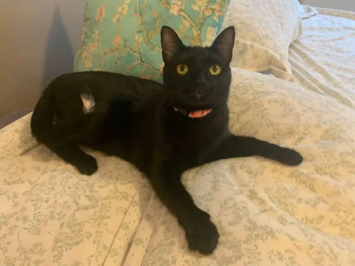 Gato ra a SRD idade 7 a 11 meses nome OPRAH