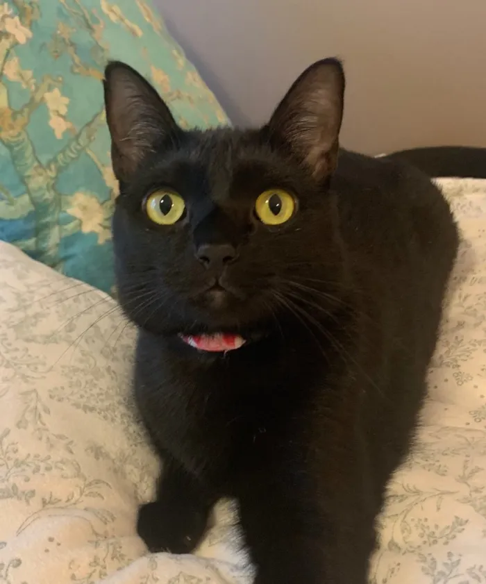 Gato ra a SRD idade 7 a 11 meses nome OPRAH