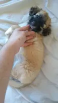Lola