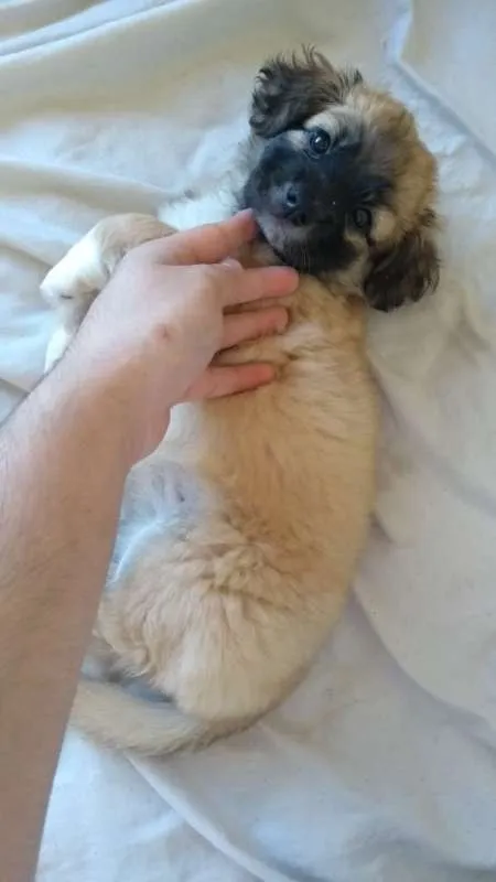 Cachorro raça SRD idade Abaixo de 2 meses nome Lola