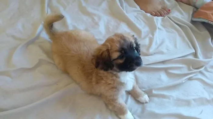 Cachorro raça SRD idade Abaixo de 2 meses nome Lola