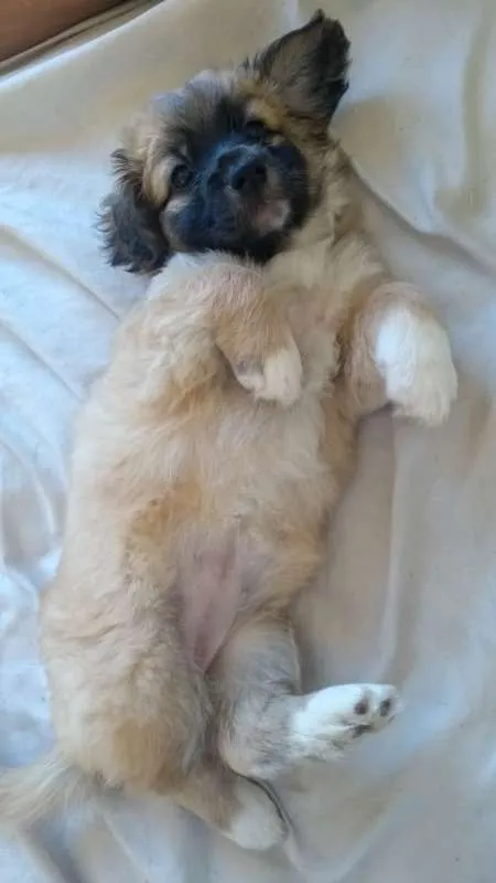 Cachorro raça SRD idade Abaixo de 2 meses nome Lola