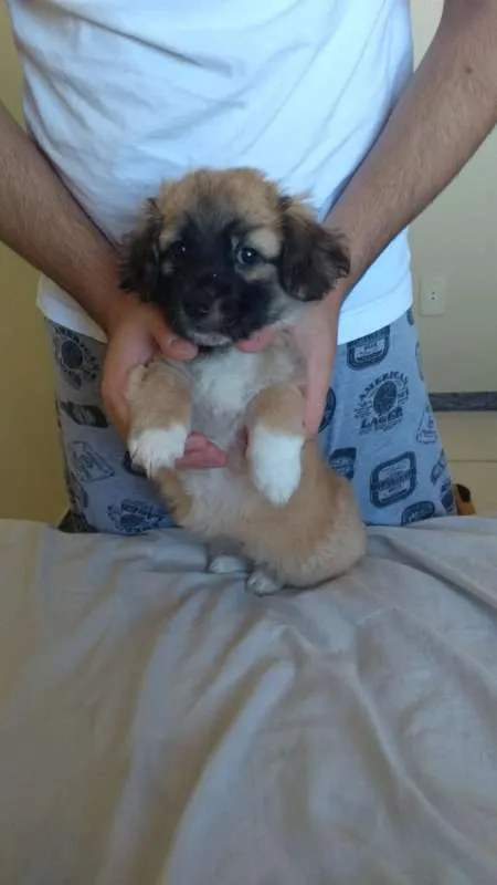 Cachorro raça SRD idade Abaixo de 2 meses nome Lola
