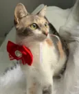Jasmim