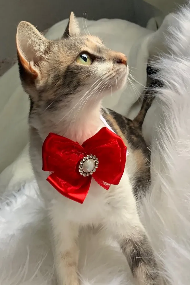 Gato ra a SRD idade 7 a 11 meses nome Jasmim