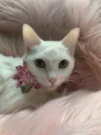 FOFURA