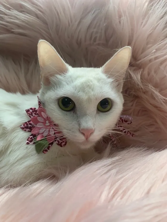 Gato ra a SRD idade 7 a 11 meses nome FOFURA