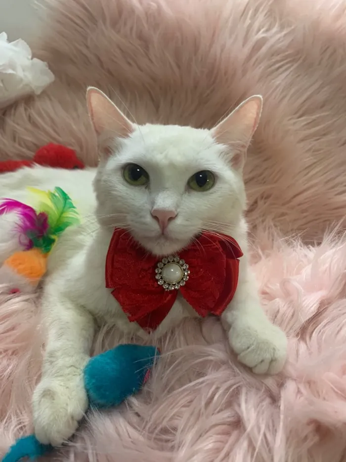 Gato ra a SRD idade 7 a 11 meses nome FOFURA