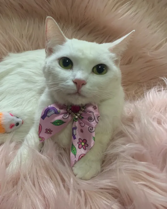 Gato ra a SRD idade 7 a 11 meses nome FOFURA
