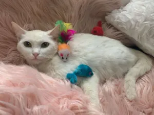 Gato raça SRD idade 7 a 11 meses nome FOFURA