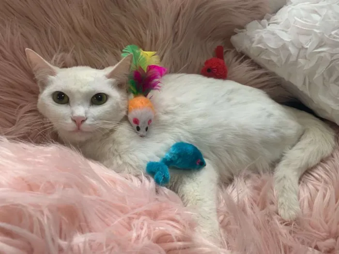 Gato ra a SRD idade 7 a 11 meses nome FOFURA