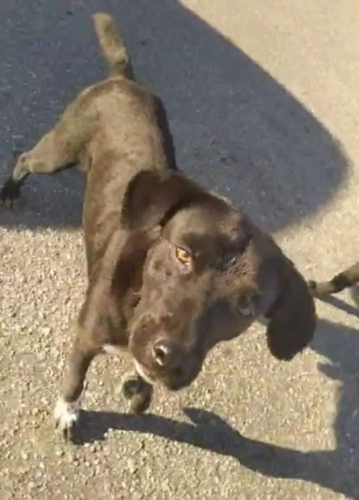 Cachorro ra a Srd idade 1 ano nome Moises