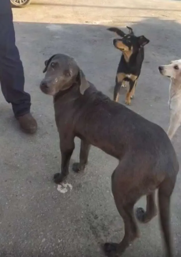 Cachorro ra a Srd idade 1 ano nome Moises