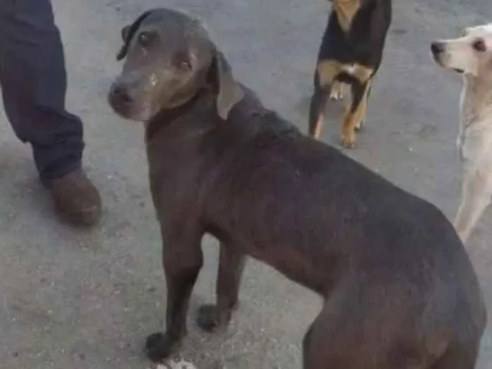 Cachorro ra a Srd idade 1 ano nome Moises