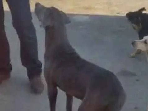 Cachorro ra a Srd idade 1 ano nome Moises
