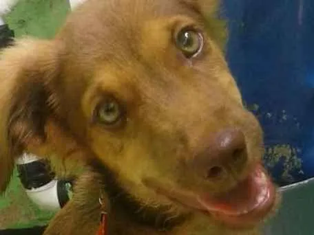 Cachorro ra a Raça mista idade 2 a 6 meses nome Apolo