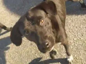 Cachorro raça Srd idade 1 ano nome Moises