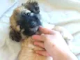 Lola