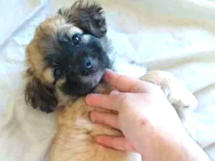 Cachorro raça SRD idade Abaixo de 2 meses nome Lola