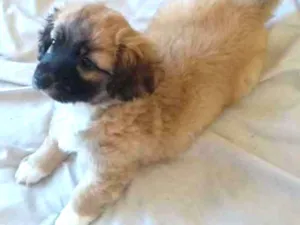 Cachorro raça SRD idade Abaixo de 2 meses nome Lola