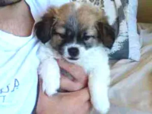Cachorro raça SRD idade Abaixo de 2 meses nome Belinha