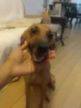 Pipoca