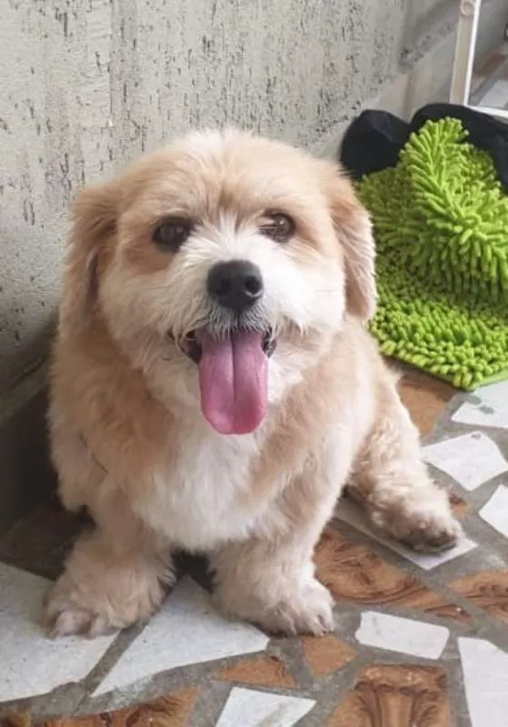 Cachorro raça mistura (lhasa apso com shih t idade 6 ou mais anos nome Jimmy