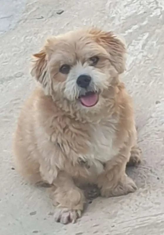 Cachorro raça mistura (lhasa apso com shih t idade 6 ou mais anos nome Jimmy