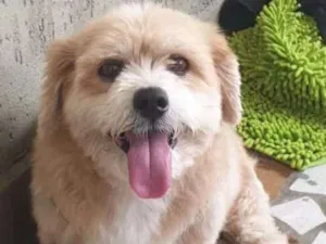 Cachorro raça mistura (lhasa apso com shih t idade 6 ou mais anos nome Jimmy