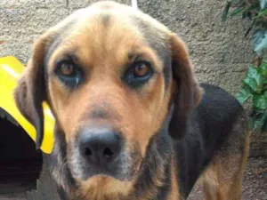 Cachorro raça rottweiler c/ pastor belga idade 4 anos nome Bia