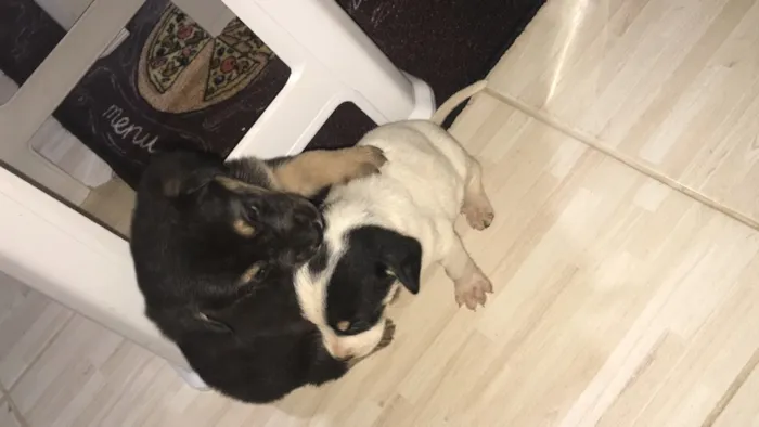 Cachorro ra a Mista  idade 2 a 6 meses nome Sem nome 