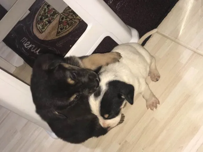 Cachorro ra a Mista  idade 2 a 6 meses nome Sem nome 
