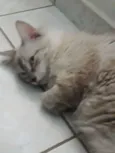 Chico