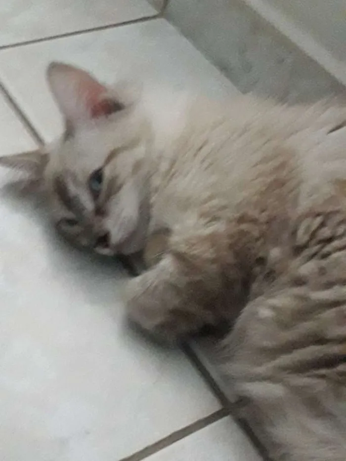 Gato ra a SRD idade 7 a 11 meses nome Chico