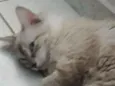 Chico