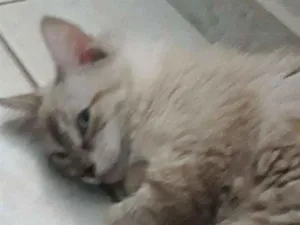 Gato raça SRD idade 7 a 11 meses nome Chico
