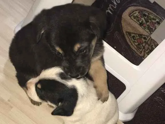 Cachorro ra a Mista  idade 2 a 6 meses nome Sem nome 