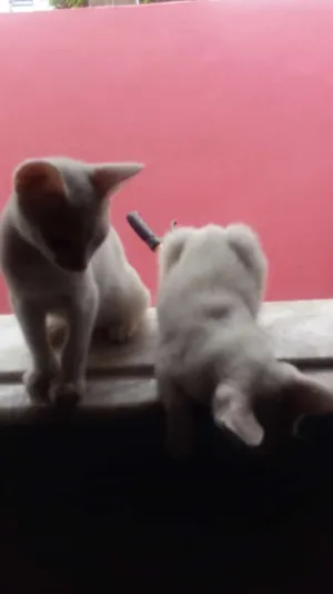 Gato raça Indefinida idade 2 a 6 meses nome Ninha