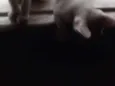 Ninha