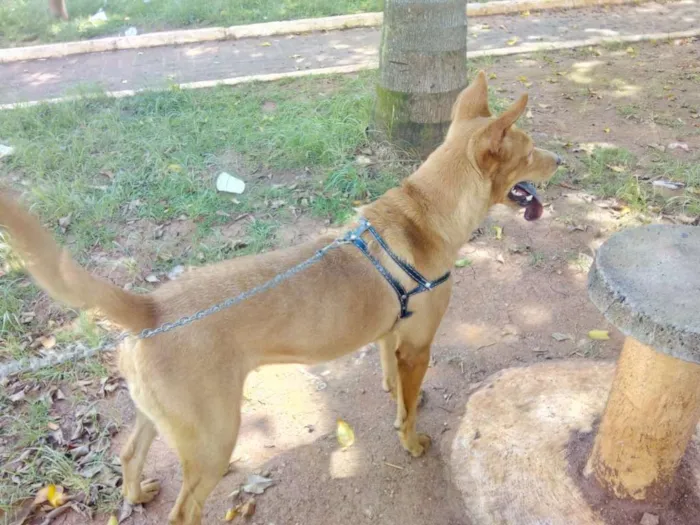 Cachorro ra a Chowchow com labrador idade 2 anos nome Kyra