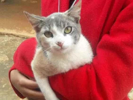 Gato raça Não possuem idade 2 a 6 meses nome Pidão, Nina e Lica