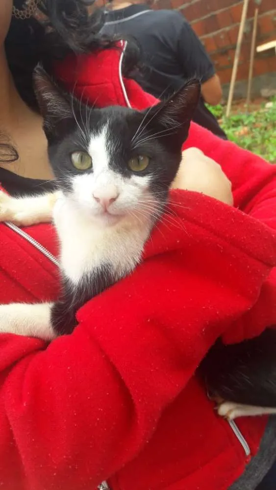 Gato raça Não possuem idade 2 a 6 meses nome Pidão, Nina e Lica