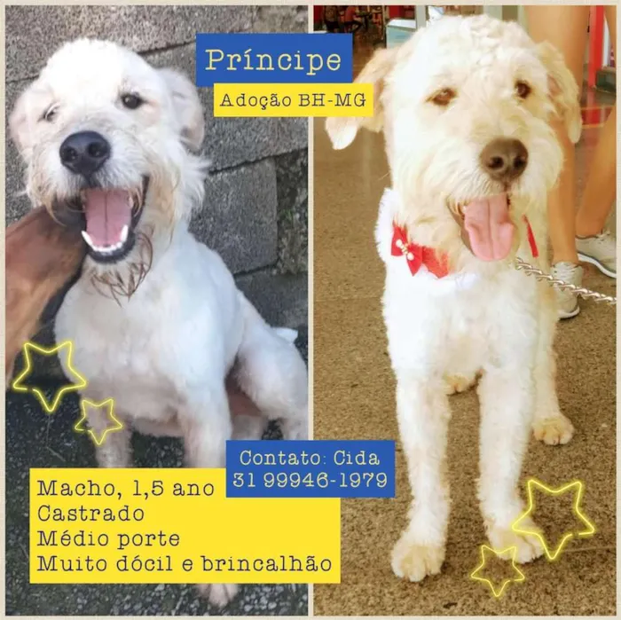 Cachorro raça Mix de poodle (SRD)  idade 1 ano nome Príncipe