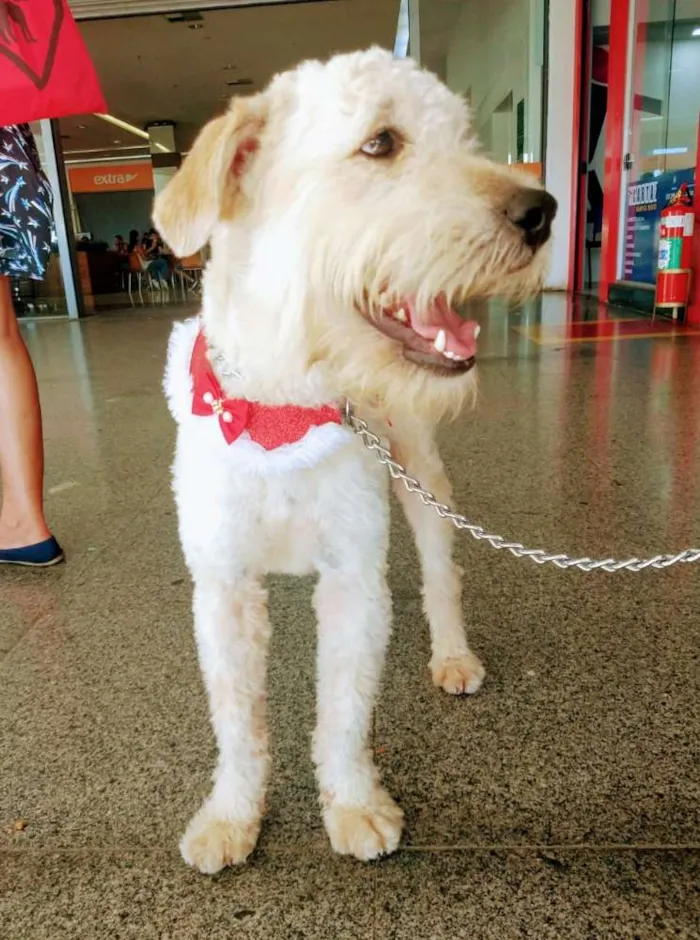 Cachorro raça Mix de poodle (SRD)  idade 1 ano nome Príncipe